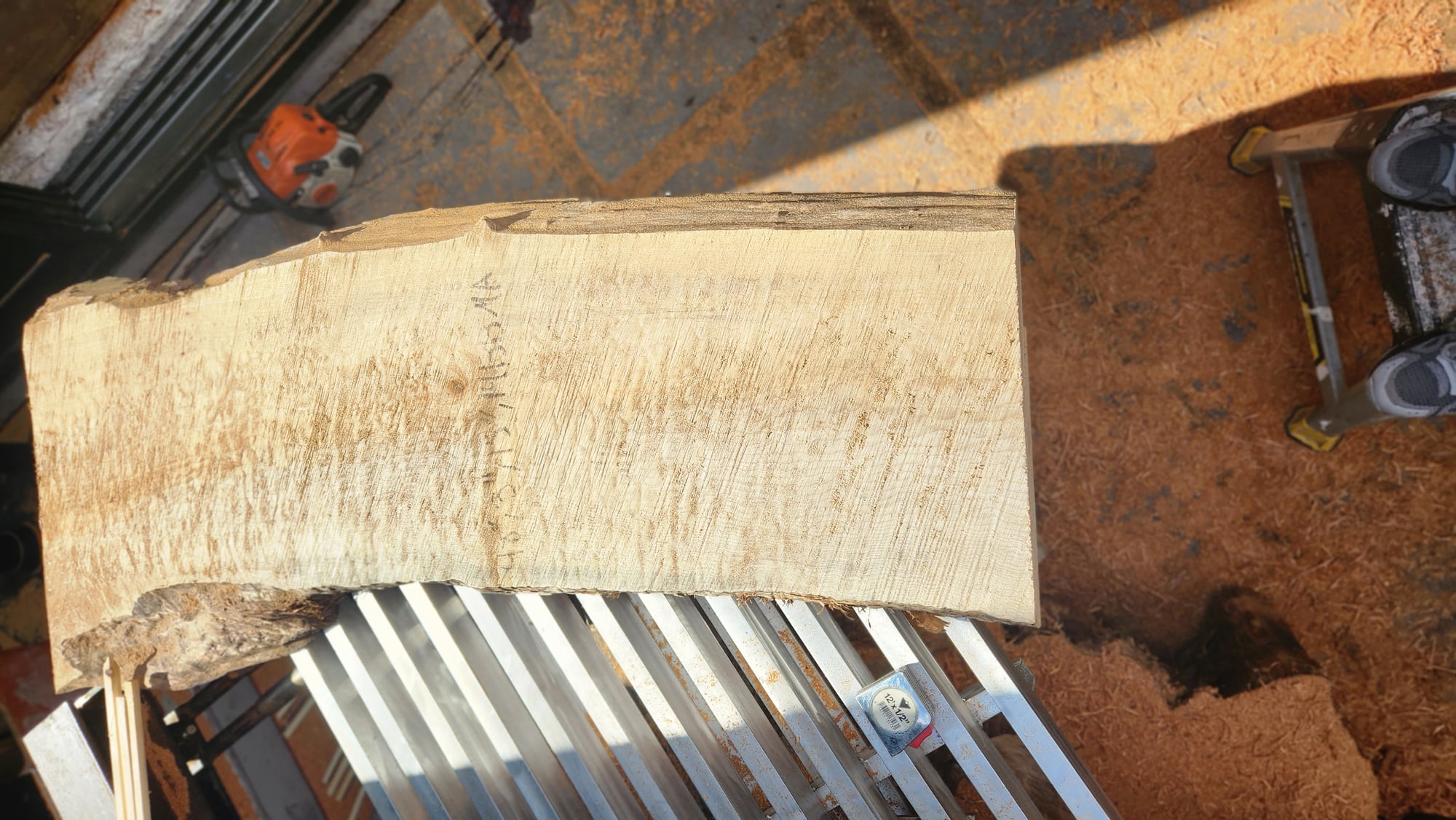 Big Leaf Maple